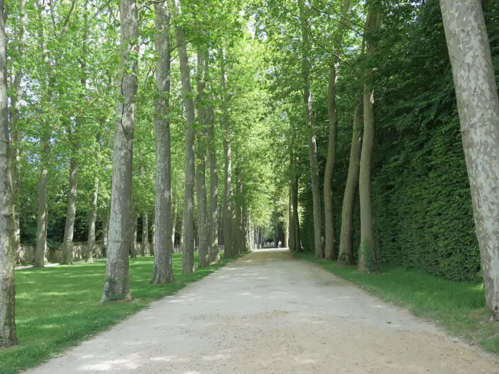 A peaceful allee in the garden. 