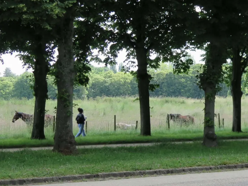 Walking by the horses on the outskirts of the gardens. 
