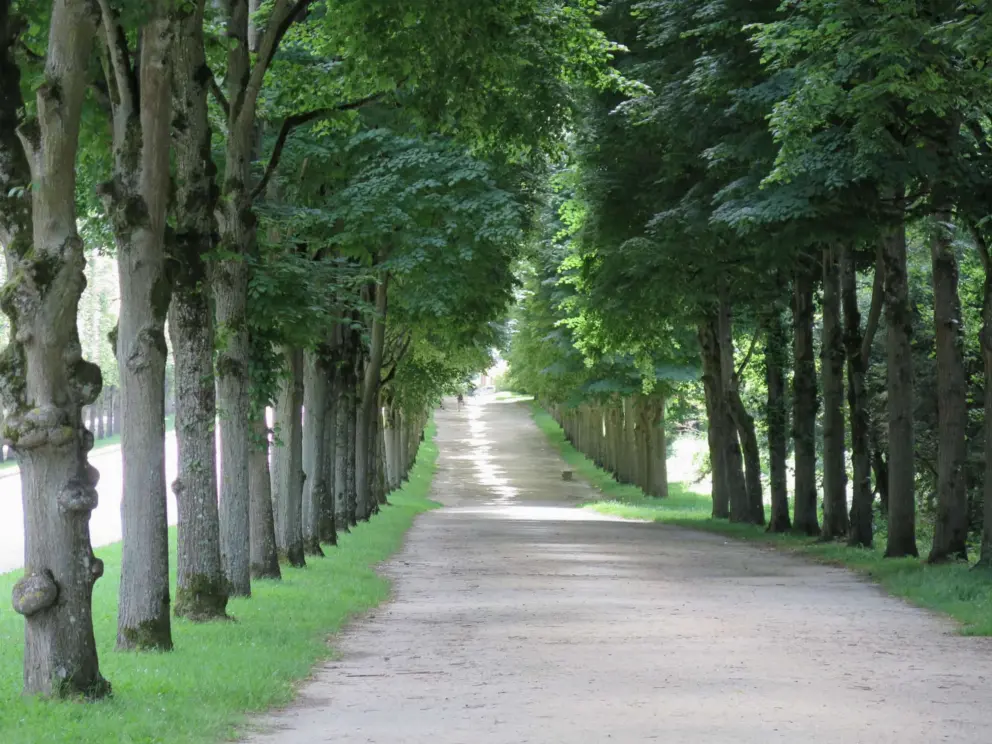 Pretty light through the trees, on a road on the outskirts of the gardens.