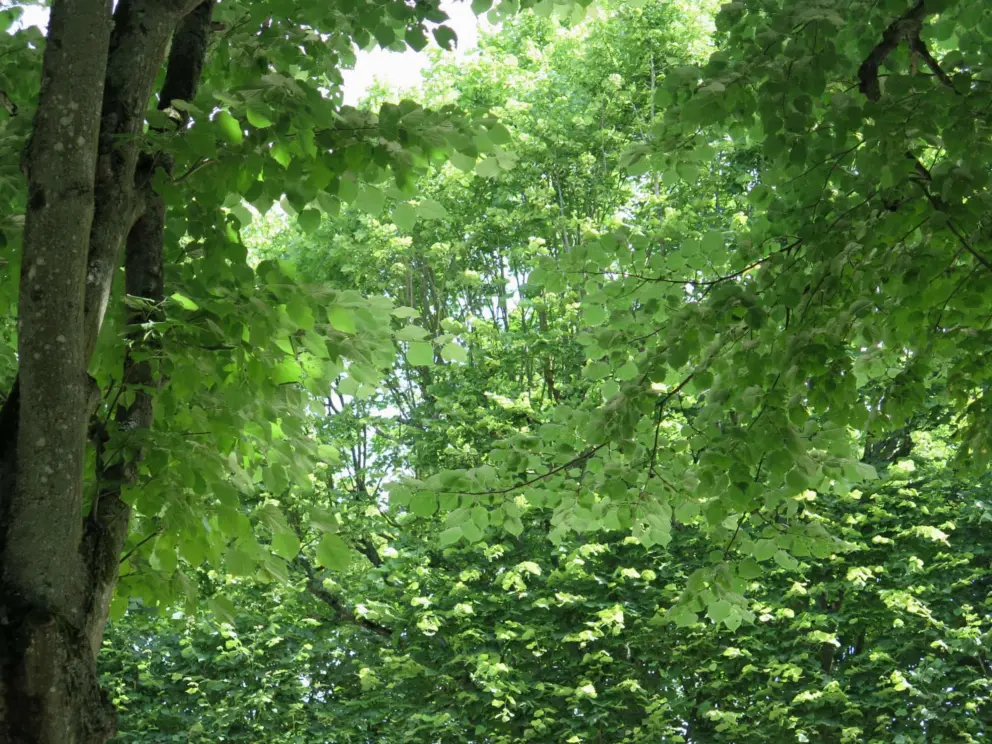 Green!