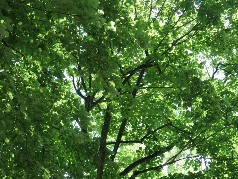 Lovely trees. 