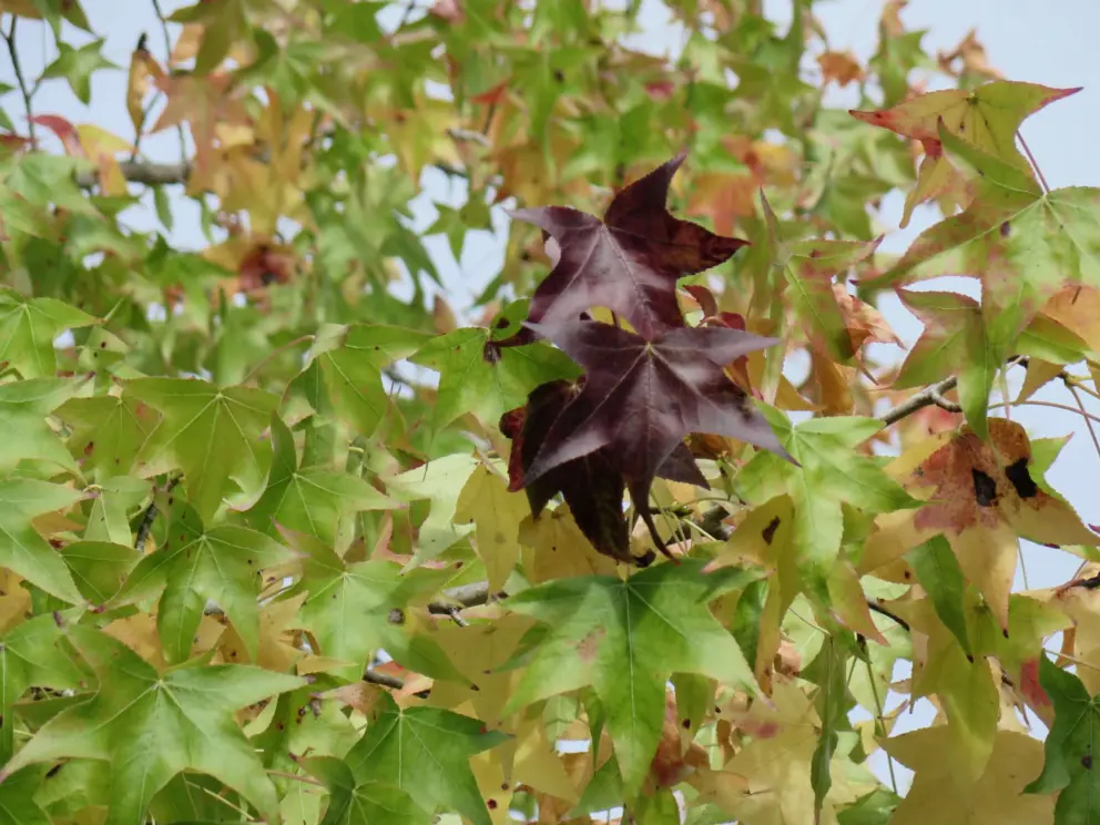 Autumn leaves on Greystone Place. 