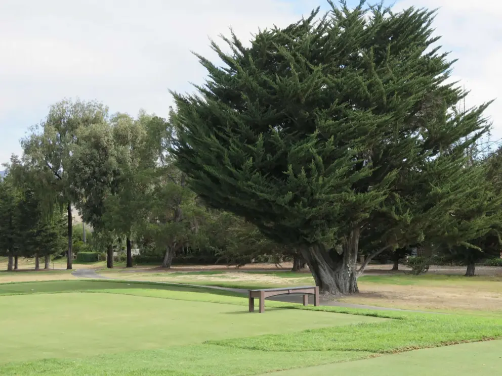 Cypress tree and bench on the golf course at Greystone Place. 