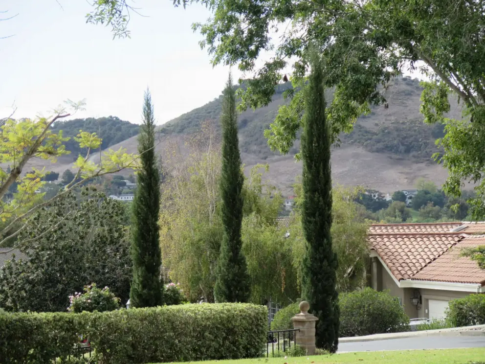 Italian cypress trees in a row, and hills behind.