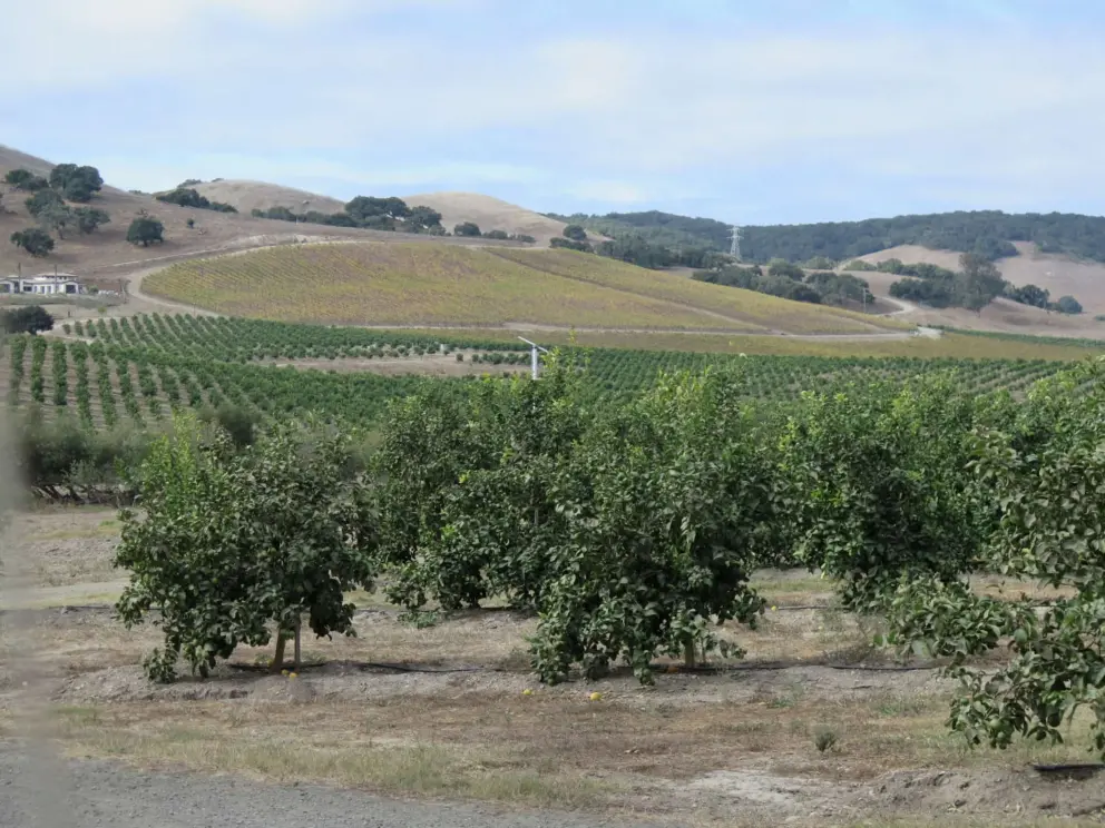 Views of orchards, when Greystone Place veers left. 