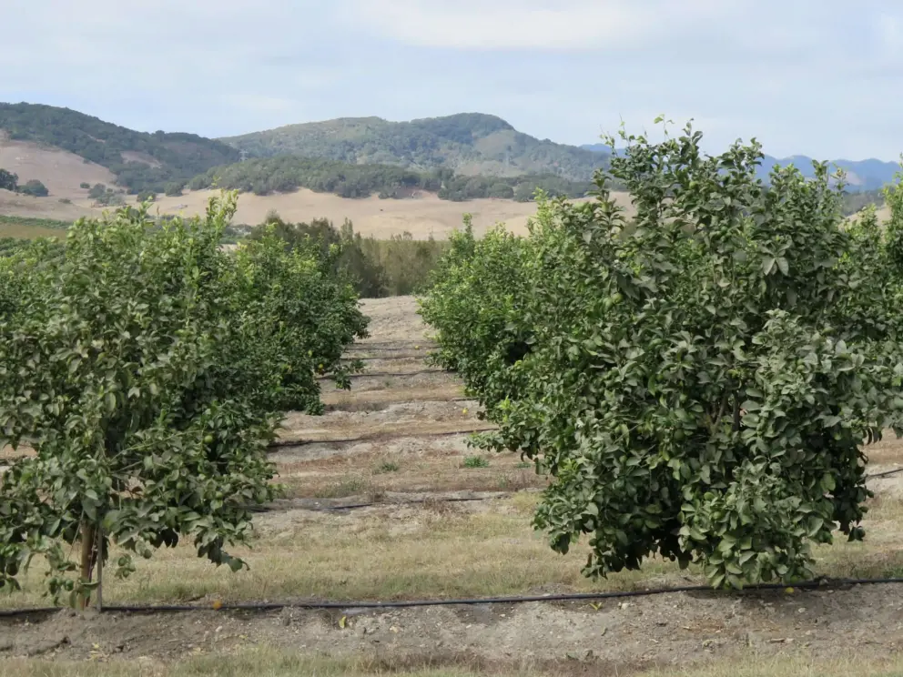Rows of citrus trees, as seen from Greystone Place. The mountains behind are beautiful.
