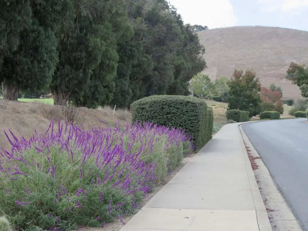 Blue sage, and stand of trees, with a dry hill in the distance, on Greystone Place, where there isn't much shade for a while. 