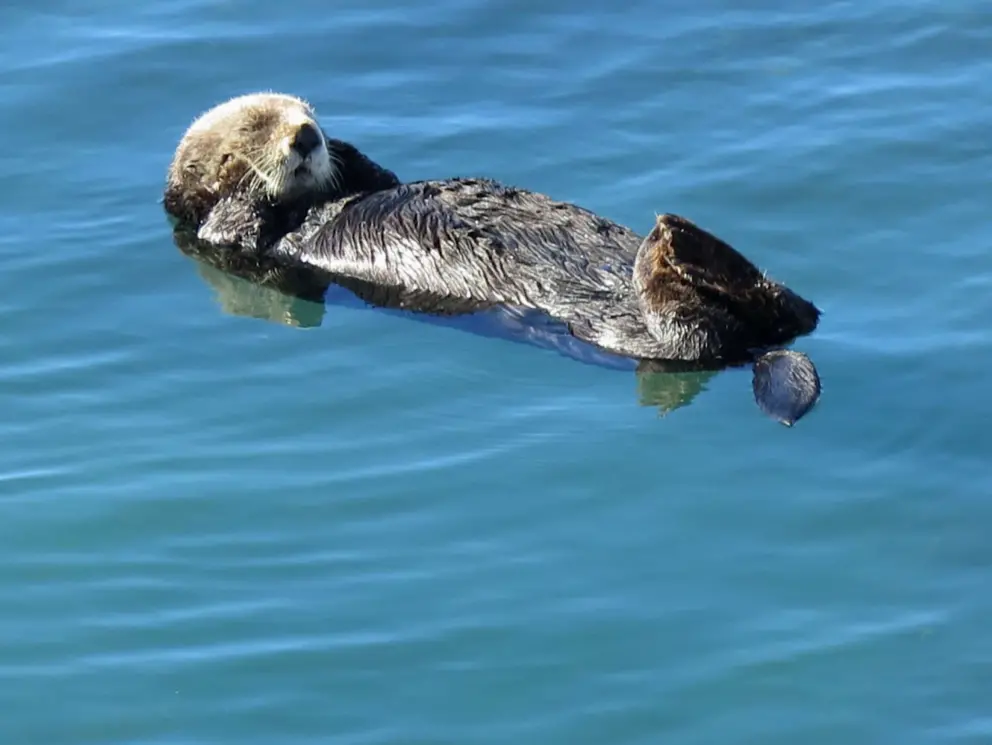 Sea otter resting in the bay. 