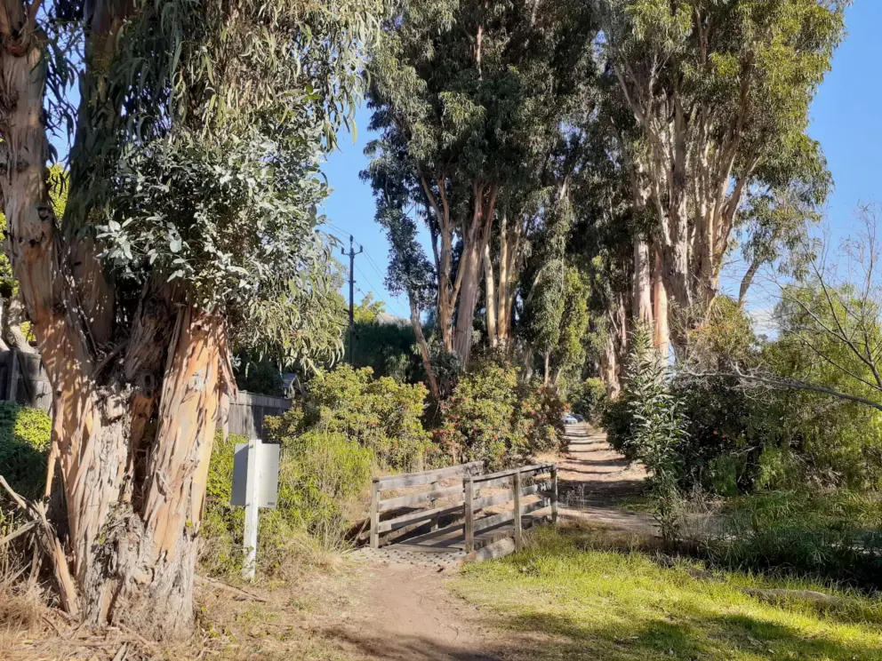 Little bridge behind the tennis courts by the eucalyptus grove. 