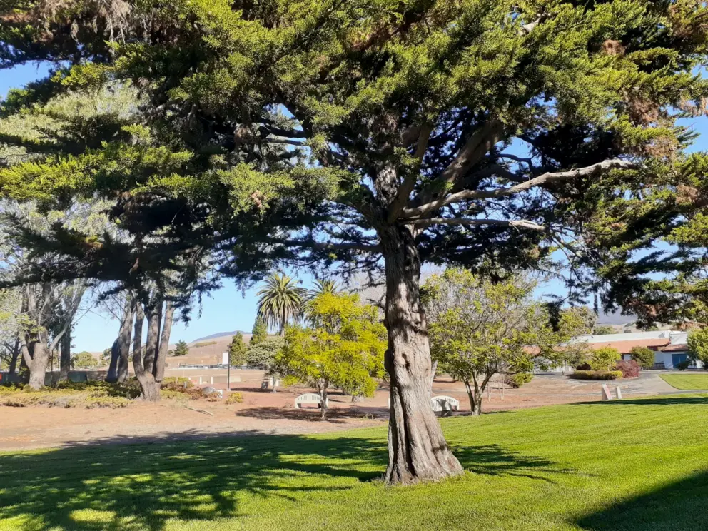 Pretty tree and grassy area. 