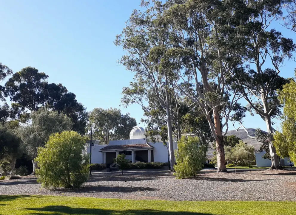 Eucalyptus trees and a building.