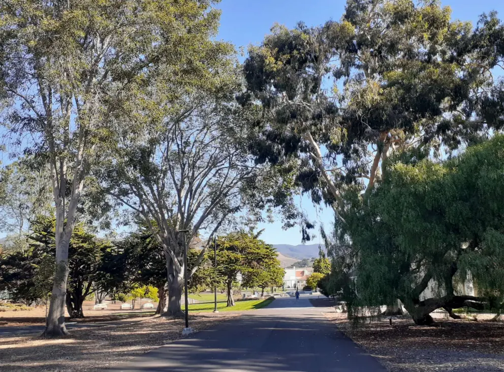 Shady walkway through campus. 