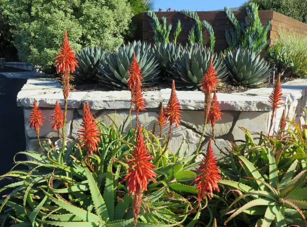 Flowers and a stone wall on Indio Drive.