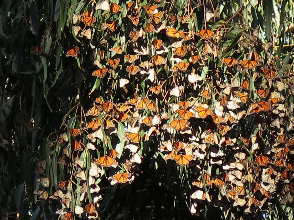 Orange butterflies in the sunlight.