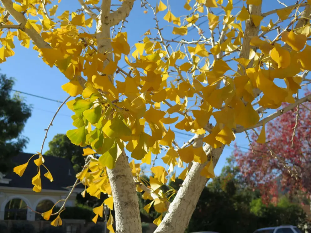 Autumn Gold Maidenhair Tree. 