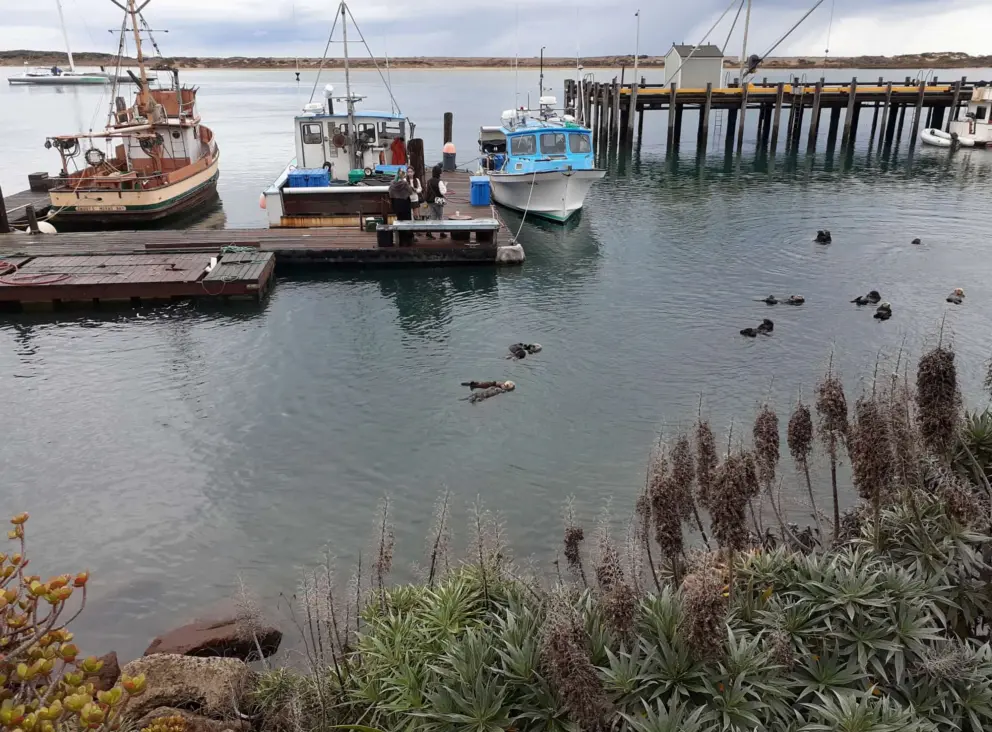 Sea otters taking shelter in the calm waters by the pier. 
