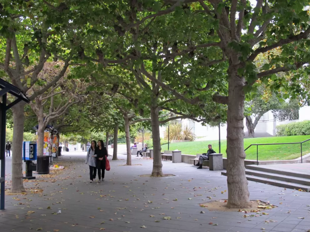 Rows of elegant London Plane trees.