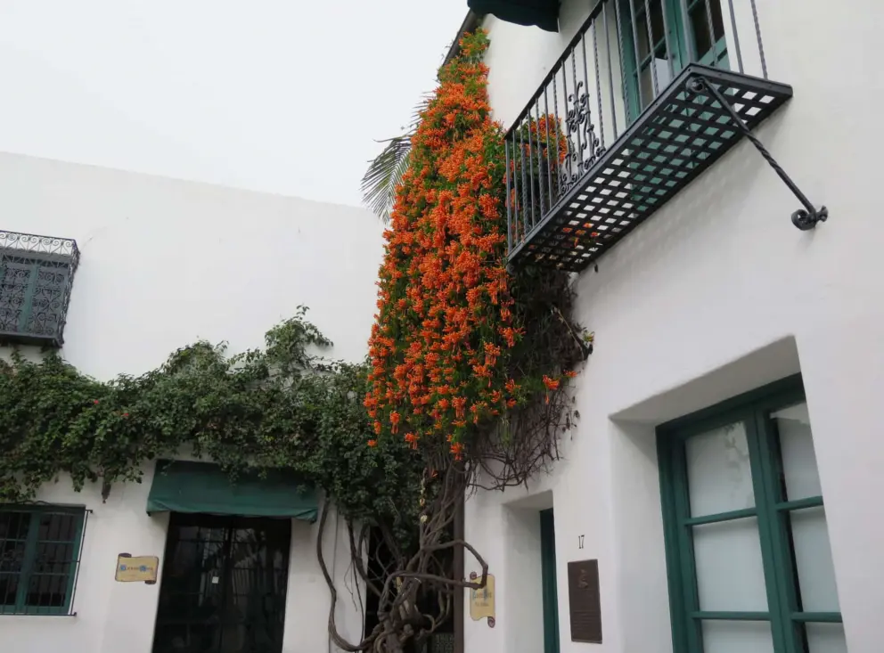 Flame vine adding color to a corner. 