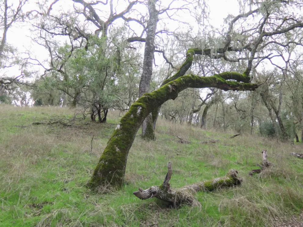 Mossy tree in winter. 