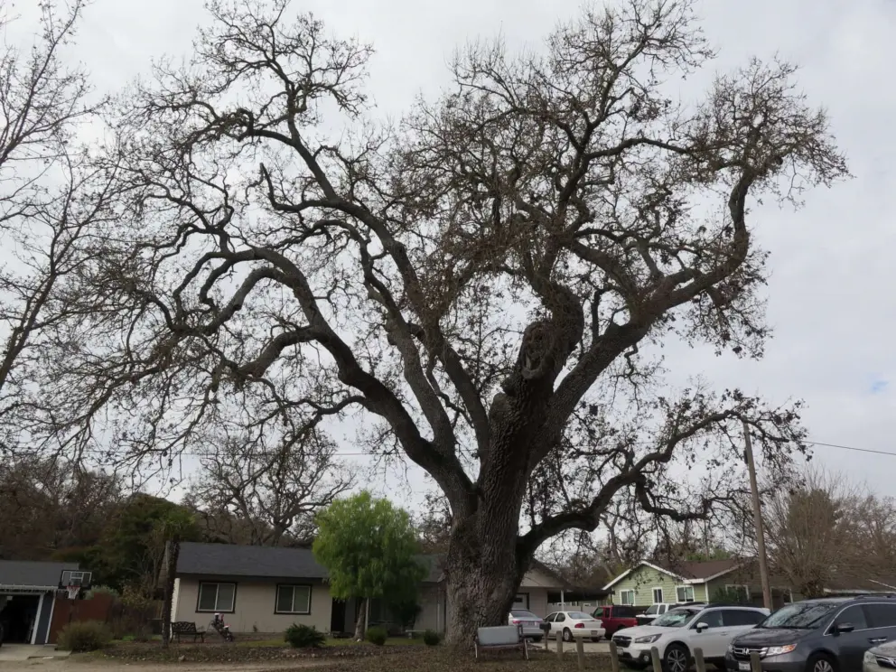 Oak tree at the trailhead. Oak trees are quite spooky in winter!