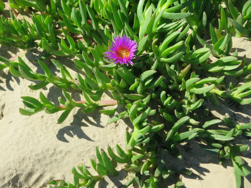 Purple ice plant on the dunes. 
