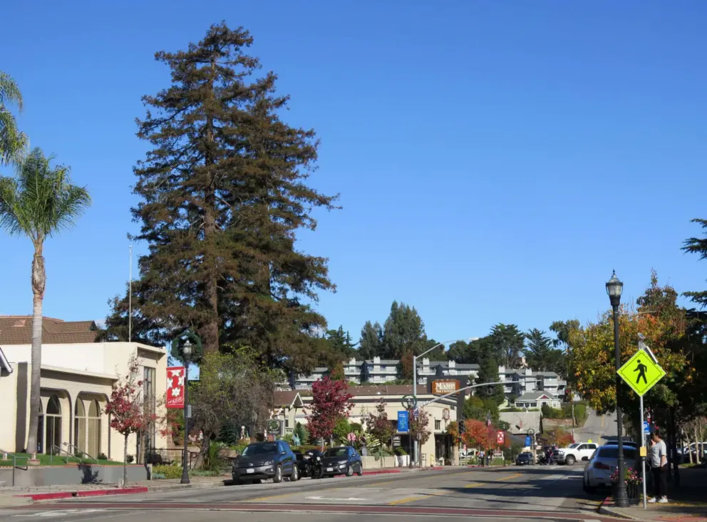 Pretty trees in Arroyo Grande town.