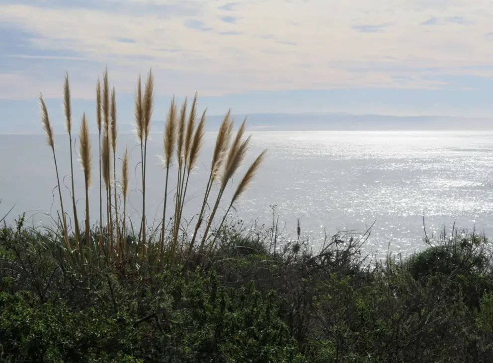 Pampas grass and shimmering water. 
