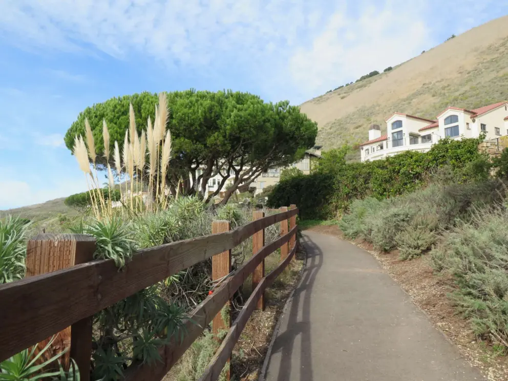 The path, with lovely vegetation alongside it.