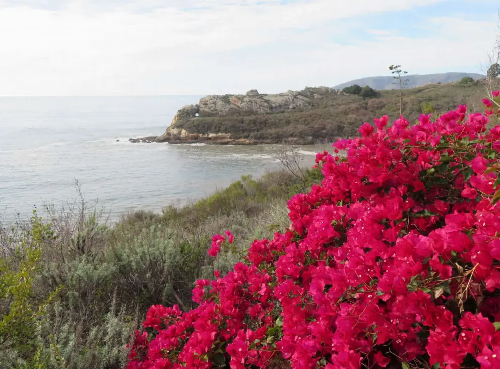 Dark pink bougainvillea. 