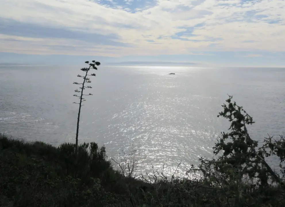 Agave flower and the sea. 