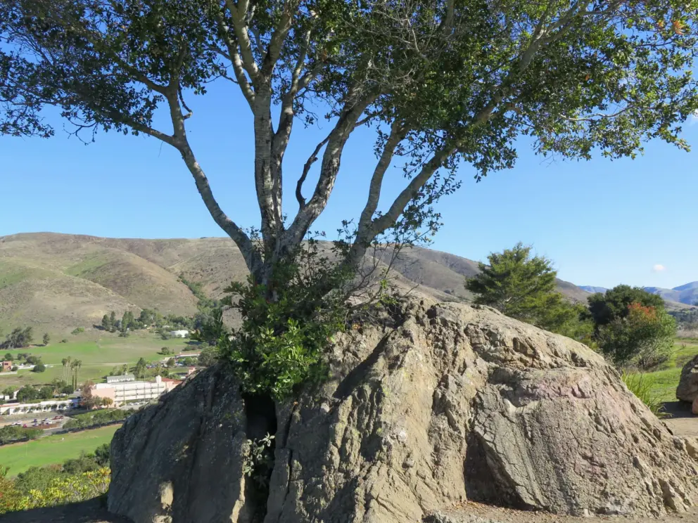 A rock with a tree growing out of it.
