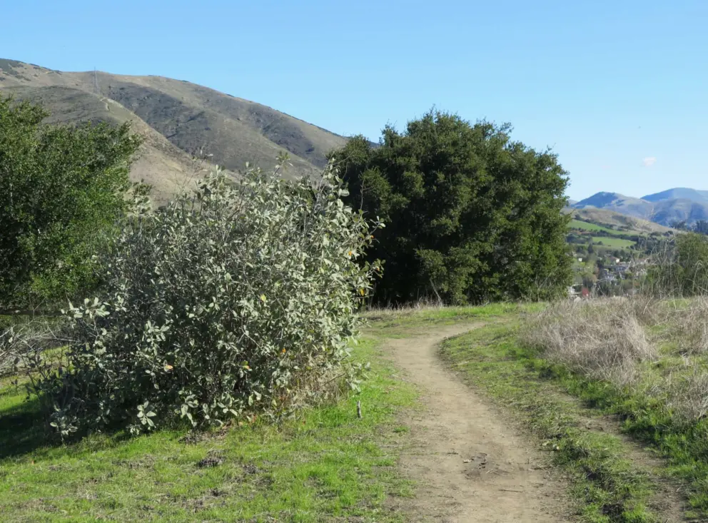 The path. 