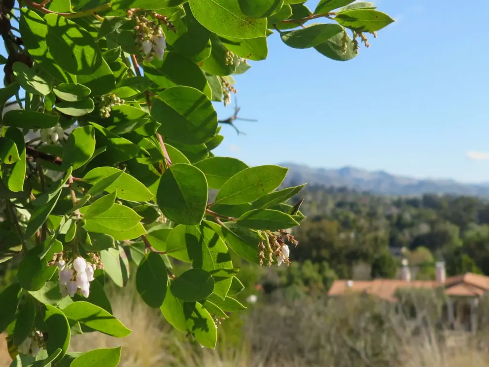 Flowers hanging from a bright green tree. 