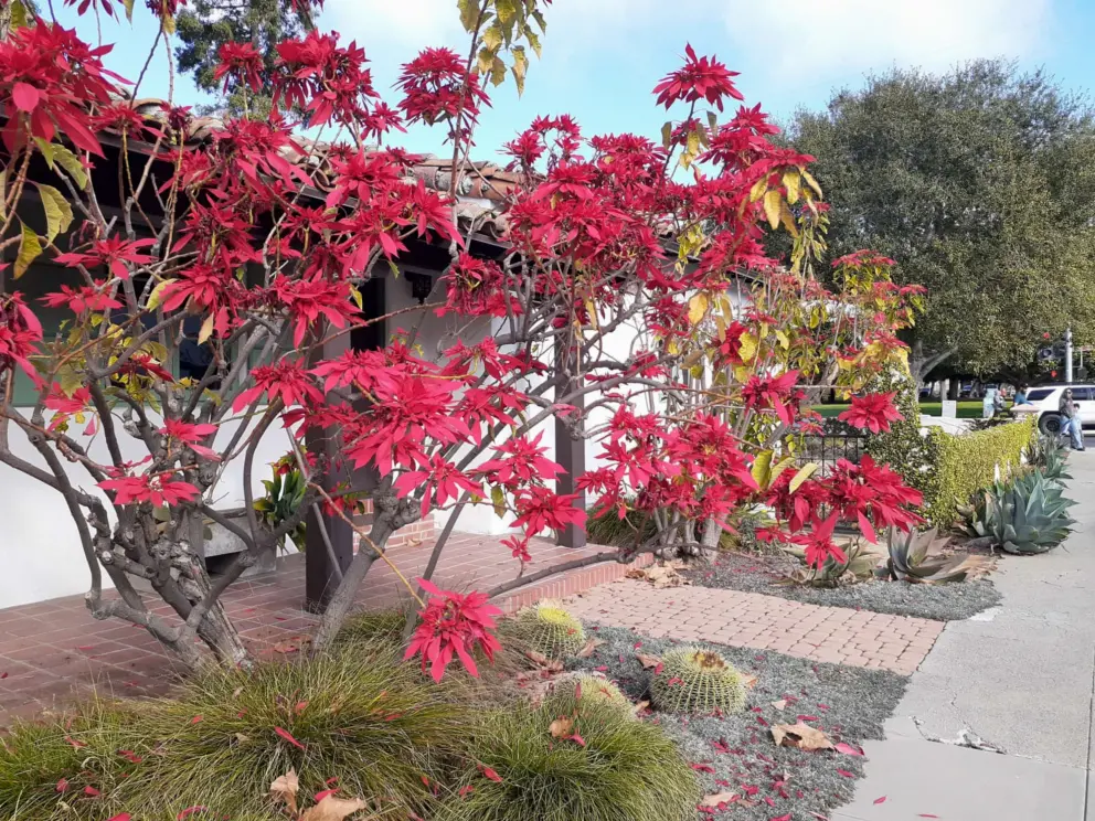 Red plant. 