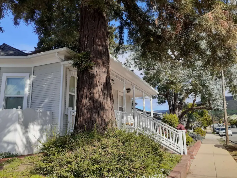 The white house on Leff Street, under a pine tree. 