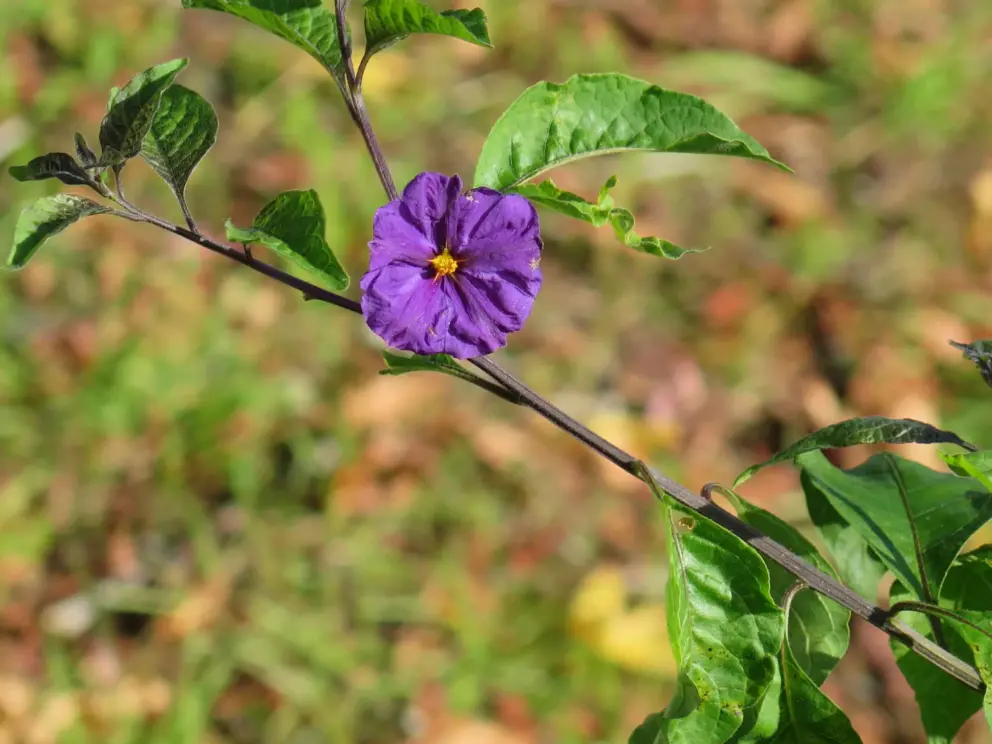 Purple flower.