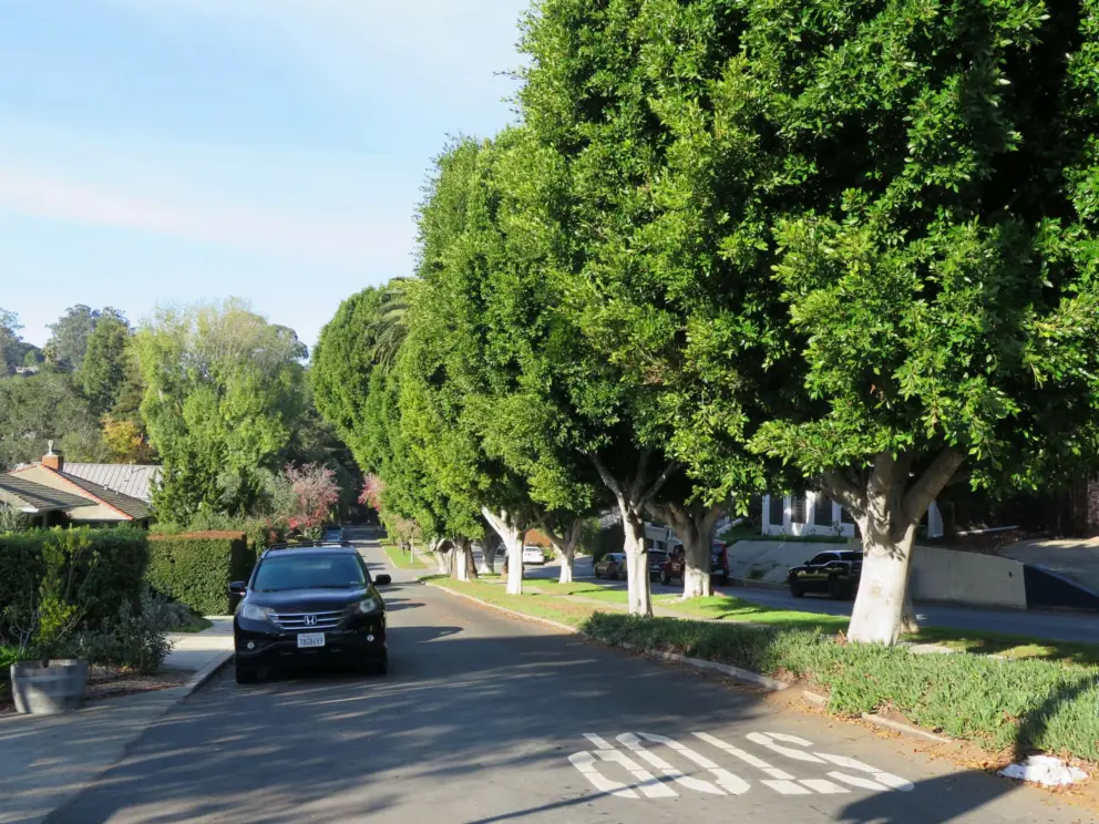 Murray Ave has rows of trees. 