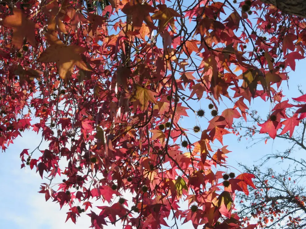 Fall leaves. 