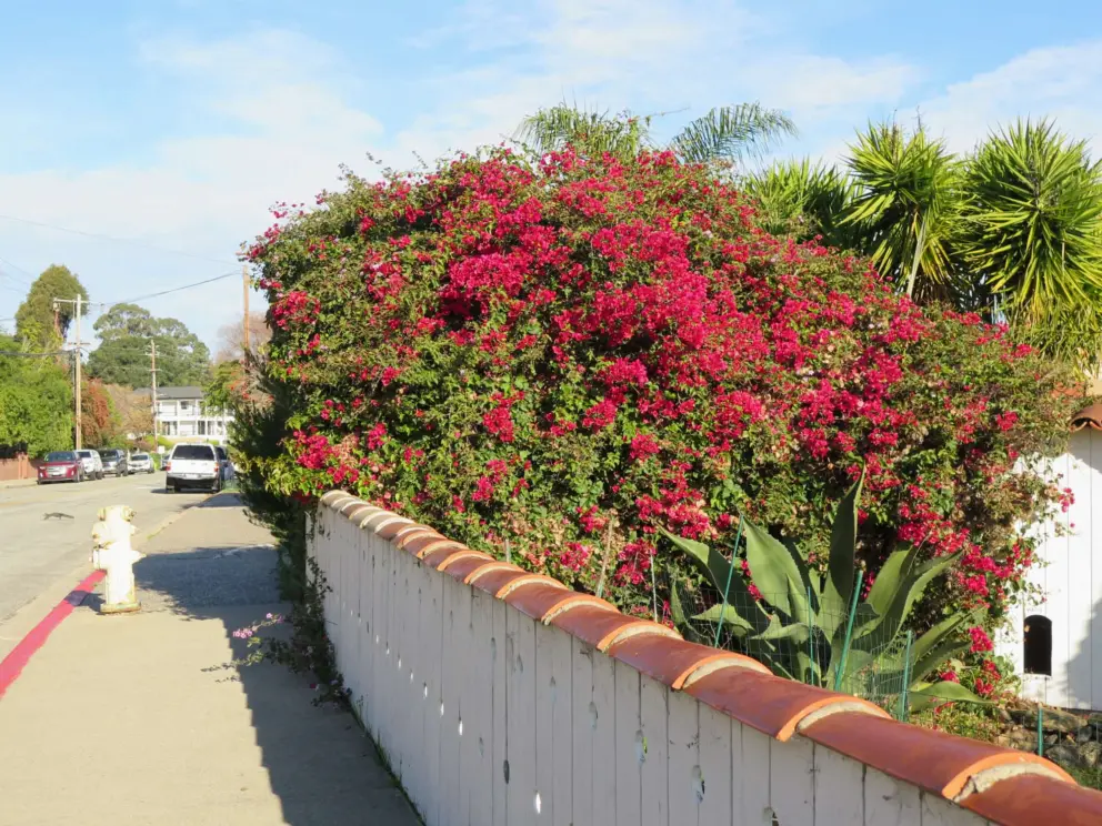 Dark pink bougainvillea that is very happy!