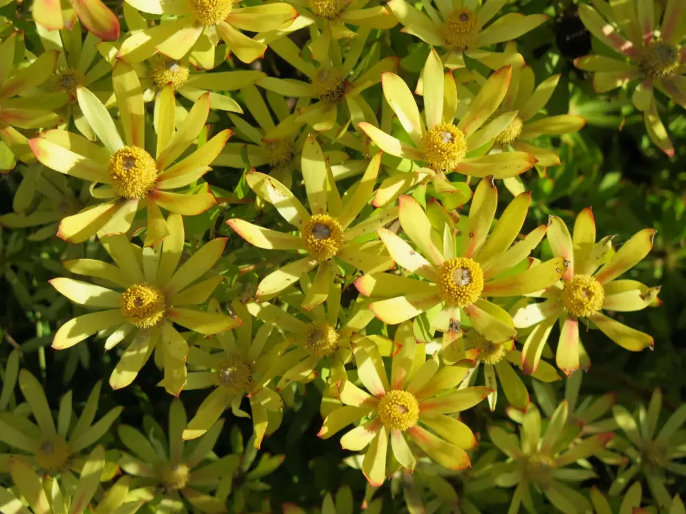 Flowers. 