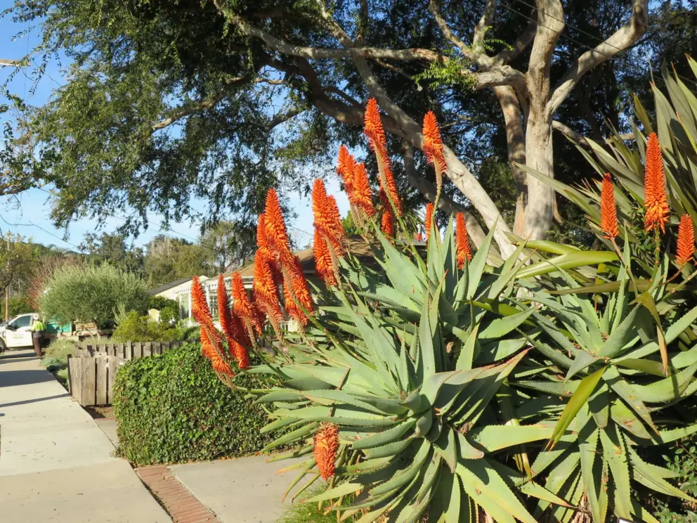 Red flowers. 