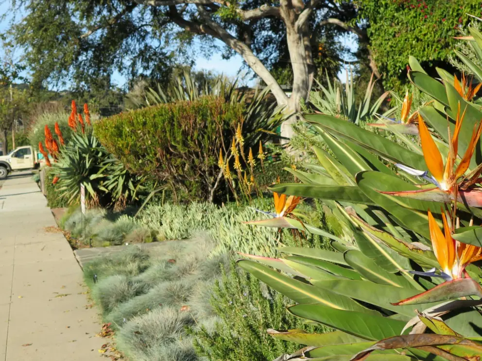 Bird of Paradise flowers and puffy grass. 