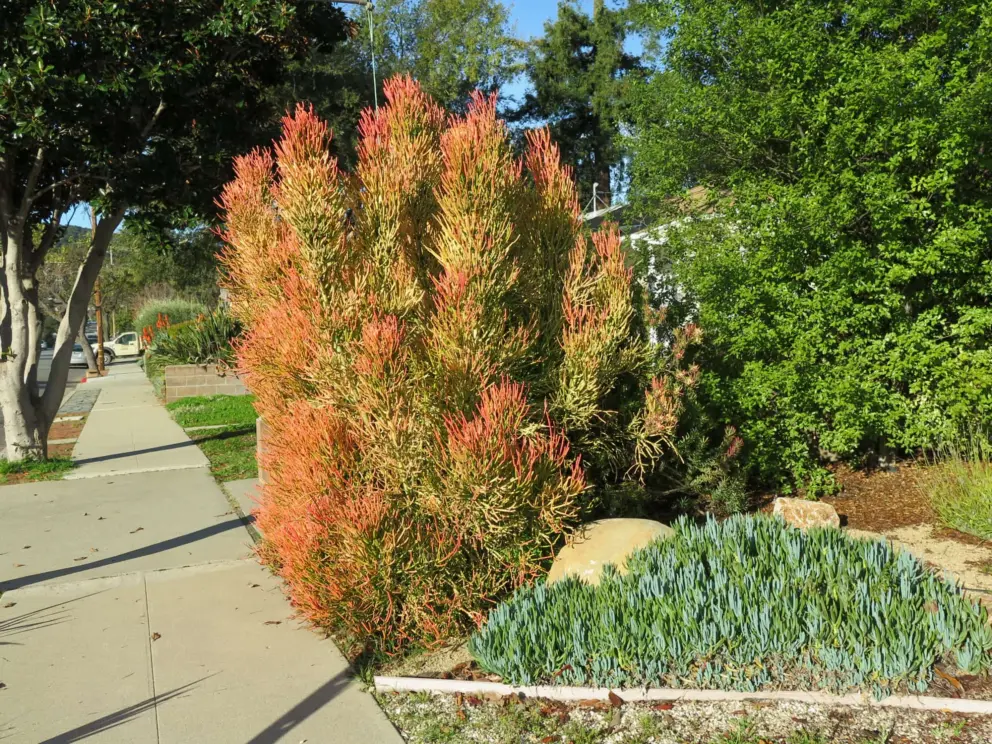 Brazilian coral plant. 