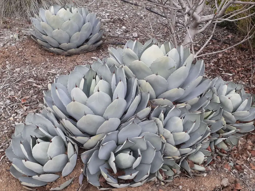 Cactus on the walk to Poly Canyon Village housing. 