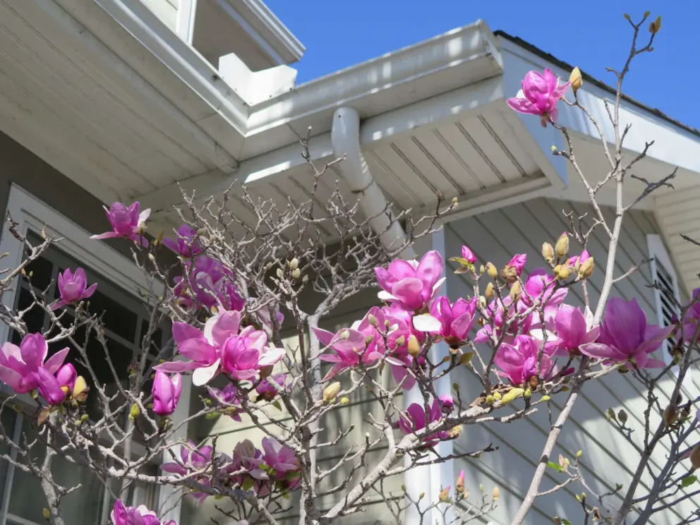 Winter blossoms. 