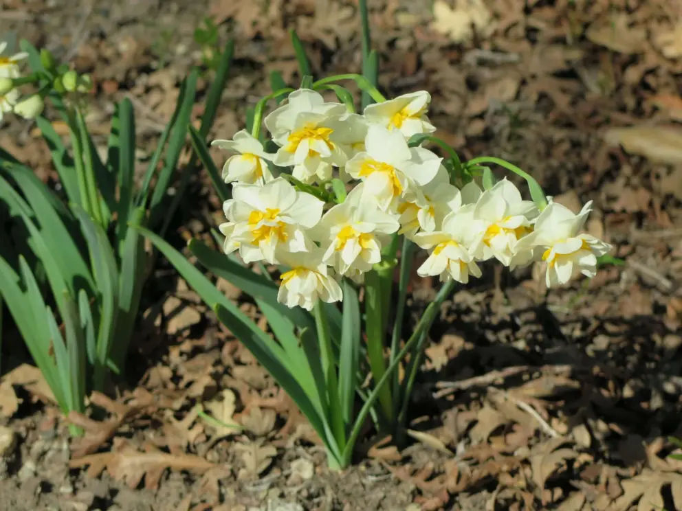 Daffodils in January.