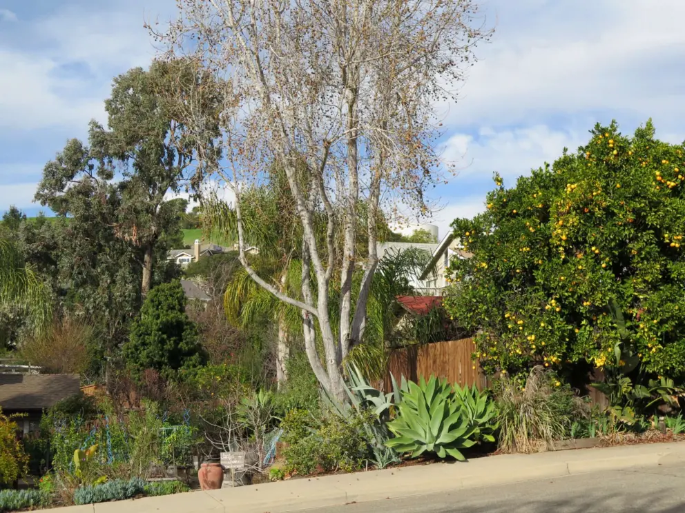 Flowers and trees on Bushnell Street. 