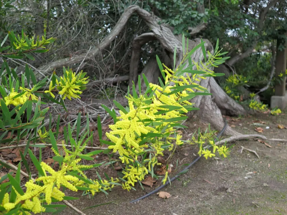 Yellow flowers on a tree by the stream, in January. 