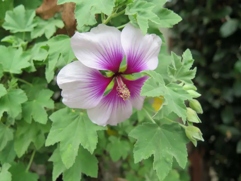 A wonderful flower called tree mallow.