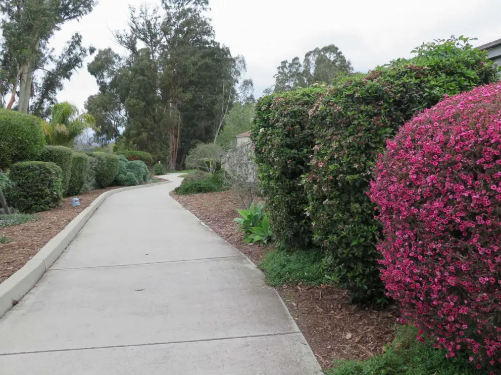The lovely path behind Poinsettia Street, accessed from Fuller Rd. 